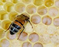 How bees naturally vaccinate their babies