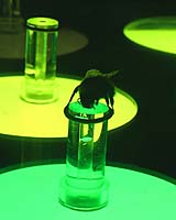 Bees Solve Complex Colour Puzzles