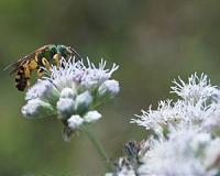 Bees are 'sick of humans' but man will feel the sting