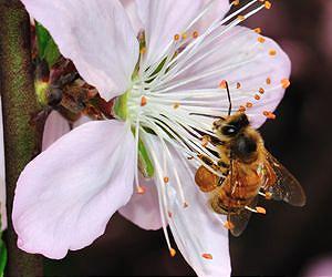 Ozone masks plants volatiles, plant eating insects confused