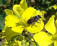 Bee populations decline as they lose favorite pollinating plants