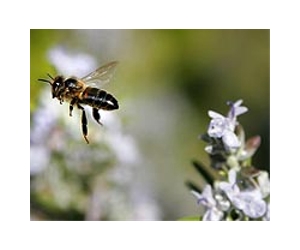 Are Bees Also Addicted To Caffeine And Nicotine