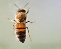 Rising CO2 levels reduce protein in crucial pollen source for bees
