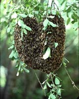 How Do 10000 Bees Agree Where To Go When They Fly The Coop