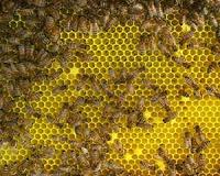 Pathogenic plant virus jumps to honeybees
