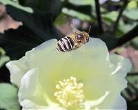 Supporting pollinators could have big payoff for Texas cotton farmers