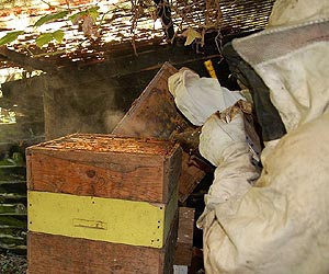 Boom in city beekeeping may not help, could hurt Brit honeybee decline