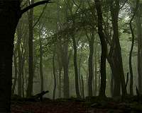 These nine measures reveal how forests are controlled by climate