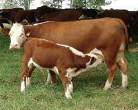 Cow-calf grazing practices could mitigate greenhouse gas emissions