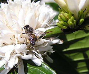 Genetic diversity could be key to survival of honeybee colonies