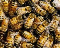 Bees get hooked on harmful pesticide: study