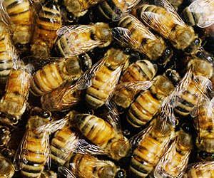 Substances in honey increase detoxification gene expression