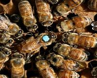 Single gene separates queen from workers
