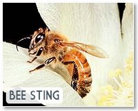Wet springs threaten Scottish bees
