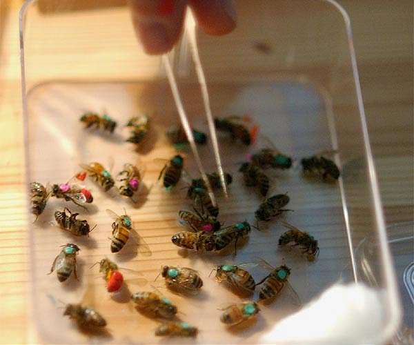 A quarter of known bee species haven't been seen in more than 20 years