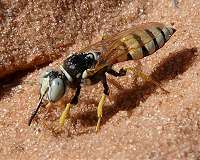 Beewolves have been successfully using the same antibiotics for 68 million years