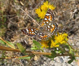 Stepping stones to the north
