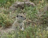 Female squirrels align births to increase survival of young