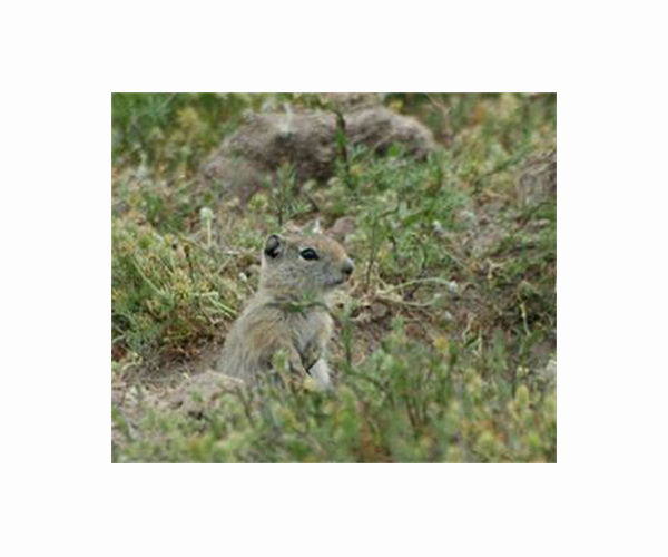 'Shocking' report casts light on meat-eating habits of California ground squirrels