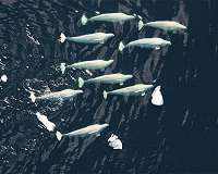Beluga whales, narwhals experience menopause