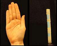 Mimicking biological movements with soft robots