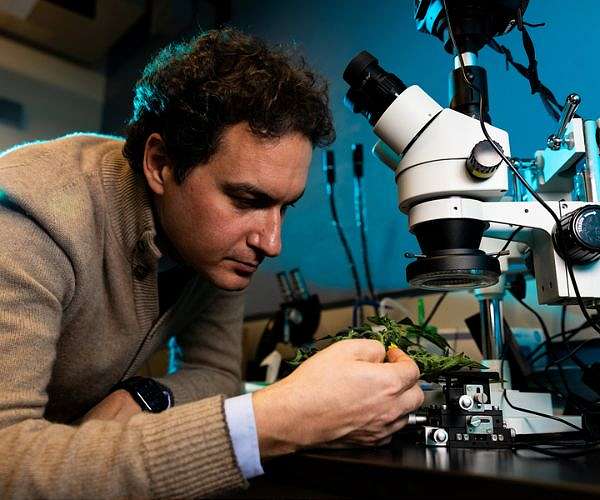 Unlocking the secrets of natural materials