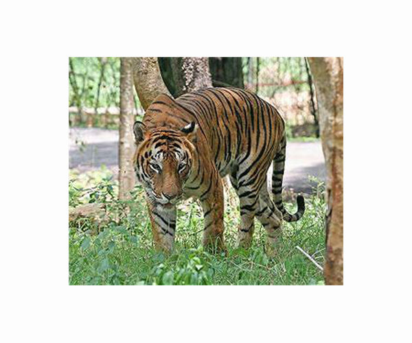 India saw record 126 tiger deaths in 2021: data