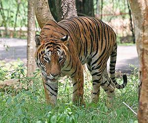 Mangrove loss threatens Bengal tiger