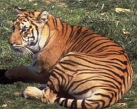 China sentences tiger killer to 12 years in jail: report