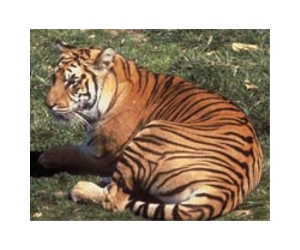 Nepal uses satellites to track rare tiger