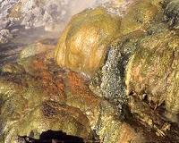 Hot-spring bacteria reveal ability to use far-red light for photosynthesis