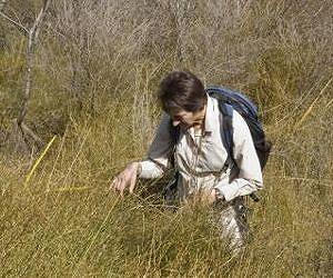 A new species of wirerush from the wetlands in northern New Zealand