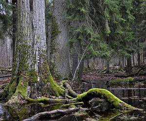 Logging spells danger for Europe's last primeval forest
