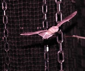 Bats' Echolocation Recorded For Human Exploit