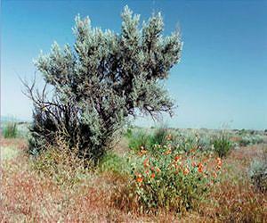 Big sagebrush may need to count on its soil seed bank for survival