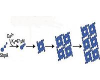 Bacterial armor holds clues for self-assembling nanostructures