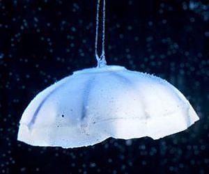 Jellyfish energy consumption inspires robotic designs for Navy