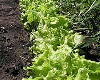 Biochar could replace unsustainable peat moss in greenhouse industry