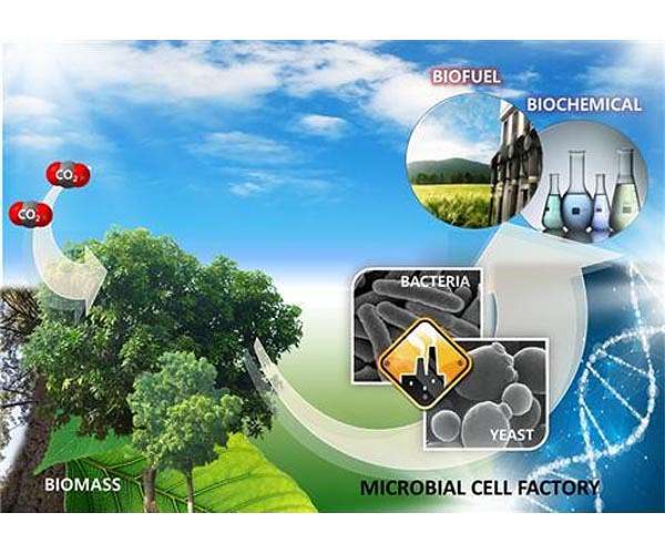 Biodiesel made from discarded cardboard boxes
