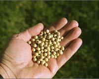 Frost And Sullivan Lauds Rainbow Nation Renewable Fuels