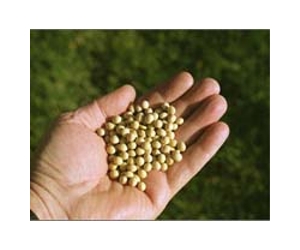 Soybean Genome Paves The Way For Improved Soybean Crops