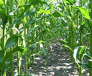 Plant scientists at CSHL demonstrate new means of boosting maize yields
