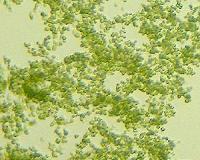 Chemical snapshot unveils path to greener biofuel