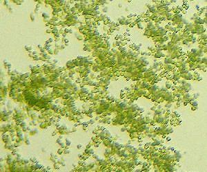 Algae Biofuel Can Cut CO2 Emissions by up to 68 Percent Compared to Petrol