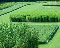 Cutting carbon emissions could have indirect effects on hunger
