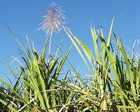New method more than doubles sugar production from plants