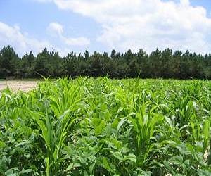 Biofuel Study Looks At Cost To Wildlife And Environmental Diversity