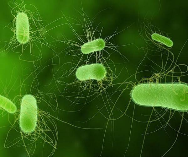 Space station study reveals unusual virus bacteria dynamics in microgravity