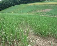 Energy crop production on conservation lands may not boost greenhouse gases