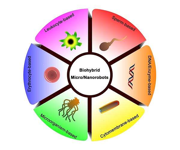 Tiny biohybrid robots for intelligent drug delivery